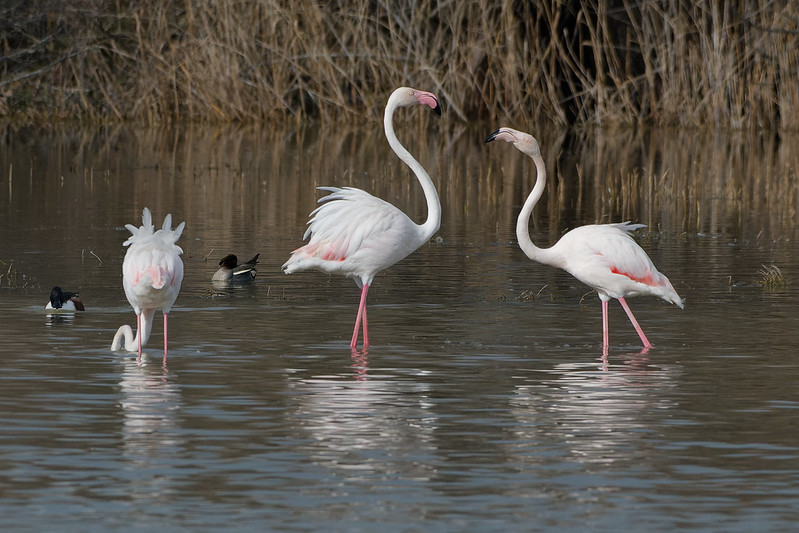 Flamant rose.jpg